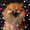 Download track Spacious Moods For Cute Dogs