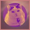 Download track Subtle Ambience For Cozy Kittens