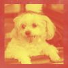 Download track Smart Jazz Trio - Vibe For Well Behaved Dogs