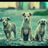 Download track Wondrous Moods For Calm Puppies