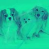 Download track Tranquil Calming Dogs