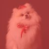 Download track Exquisite Moods For Doggy Rest