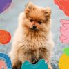 Download track Playful Moods For Chill Dogs