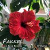 Download track Fakkel