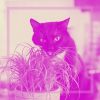 Download track Smooth Ambiance For Comfy Cats