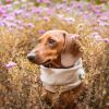 Download track Distinguished Backdrops For Cute Dogs