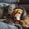 Download track El Tiempo Tranquilo Con Melodías Para Gatos