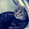 Download track Mellow (Relaxing Cats)