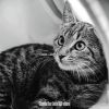 Download track Ambience (Relaxing Cats)