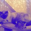 Download track Hypnotic Moods For Cozy Kittens