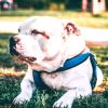 Download track Bright Ambience For Calming Dogs