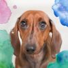 Download track Dream Like Moods For Chill Dogs