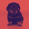 Download track Subtle Backdrops For Chill Dogs