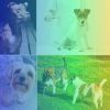 Download track Extraordinary Moods For Keeping Pups Happy