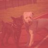 Download track Warm Ambience For Chill Dogs