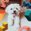 Download track Spirited Moods For Doggy Rest