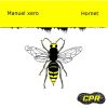 Download track Hornet (Original Mix)