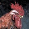 Download track Magic Rooster Love