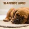 Download track Slapende Hond