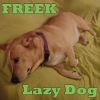 Download track Lazy Dog