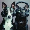 Download track Melodías Juguetonas Para Perros