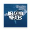 Download track Deep Bubbling Whales