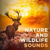 Download track Canopy Sounds: Birds