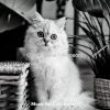 Download track Memories (Cats)