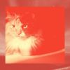 Download track Relaxing Ambience For Comfy Cats