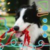 Download track Stylish Ambience For Doggy Rest