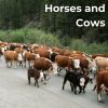 Download track Cattle Farm Countryside