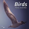 Download track Evening Birds