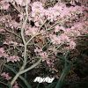 Download track What You Need - AY AY House Flip