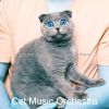 Download track Atmospheric Ambiance For Relaxing Your Cat