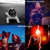 Download track Stylish Backdrops For Dogs