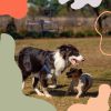 Download track Wondrous Backdrops For Dog Therapy