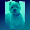 Download track Exquisite Moods For Sweet Dogs