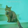 Download track Chilled (Cute Kittens)