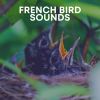 Download track Sounds Of Jungle Birds