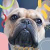 Download track Happy Backdrops For Doggy Daycares