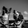 Download track Atmospheric Ambiance For Dogs