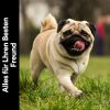 Download track Entspannungsmusik Für Hunde