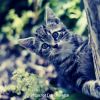 Download track Ambience (Relaxing Cats)