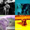 Download track Inspiring Moods For Lonely Dogs