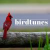 Download track Avian Chorus