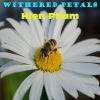 Download track Withered Petals