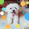 Download track Spirited Backdrops For Restless Puppies