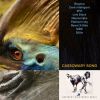 Download track The Way Of Cassowary