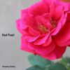 Download track Red Pearl