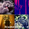 Download track Relaxed Cute Cats